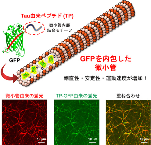 Tau由来ペプチド（TP）を用いた微小管へのGFP内包とその蛍光像