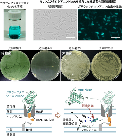 図３　ガリウムフタロシアニンHasAを用いた緑膿菌選択的な光殺菌