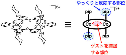 図1. 本研究で開発したコバルト(III)イオンを含む金属錯体型環状ホスト分子.