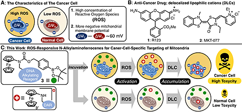 [図1]（A）がん細胞特有の性質 （B） 抗がん活性を有するDLCs （C） ROSおよびDLCsを利用したがん選択的抗がん剤