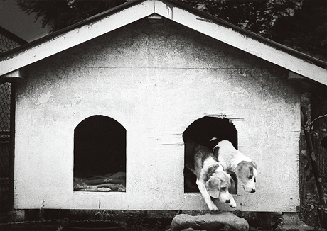 第49回 自由写真部門 銀賞「二匹の犬小屋」