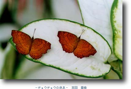 チョウチョウの休息