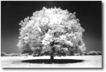 白い樹