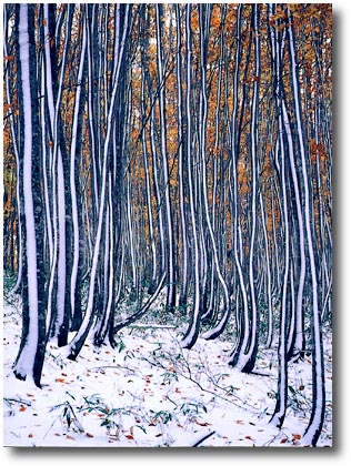 初雪の林