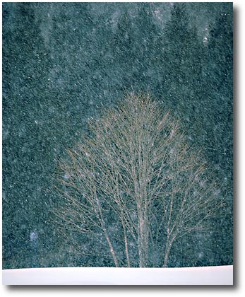 冬の立木
