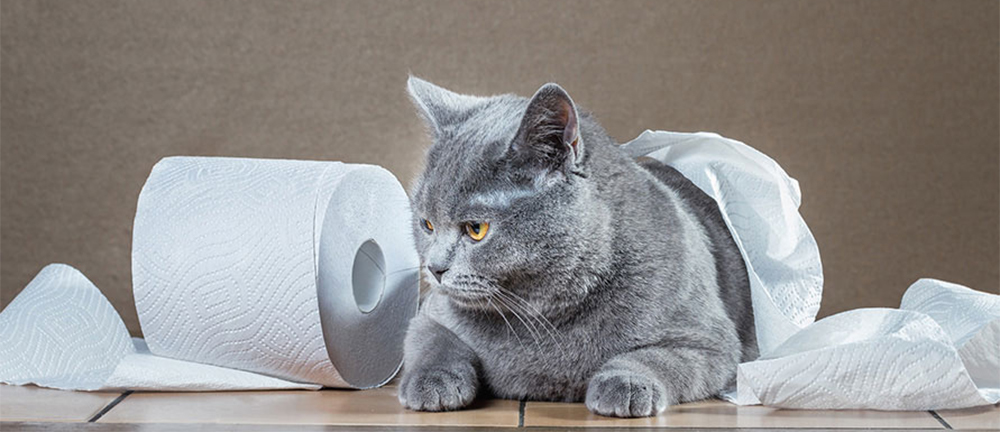 しつけ 猫 トイレ 猫のトイレのしつけ・大人の猫～子猫までトレーニング方法を解説！